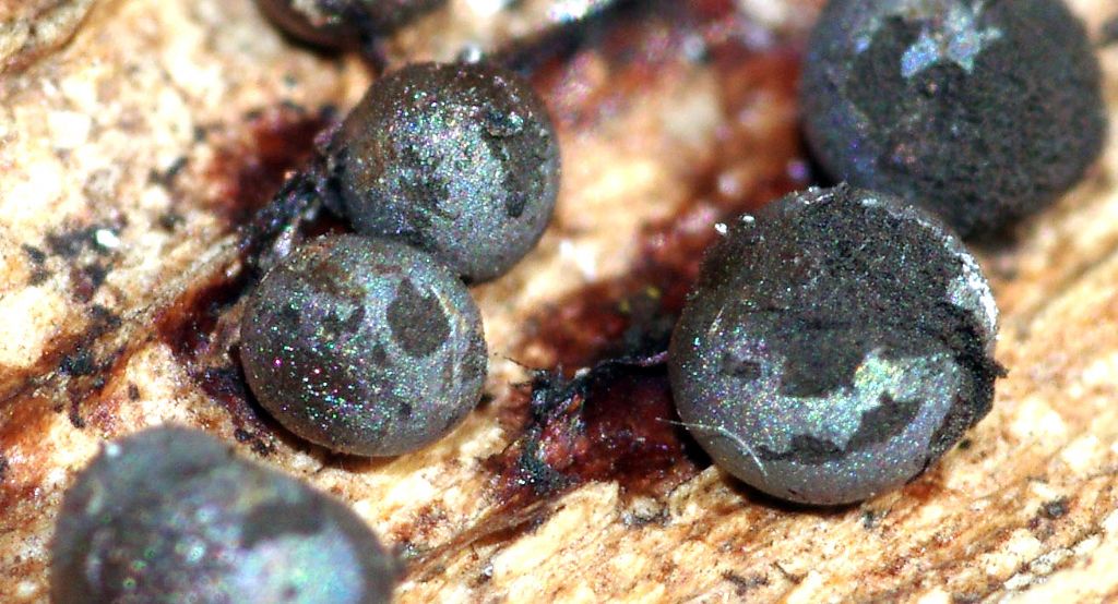 Lamproderma cristatum